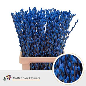 Salix Snowflake Blauw Donker – 70cm