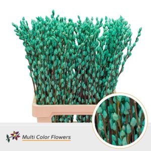 Salix Snowflake Blue Ice – 70cm