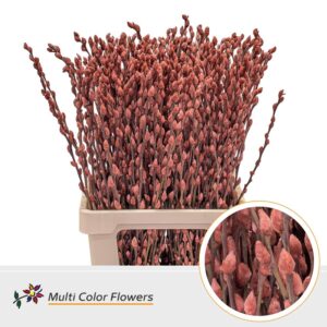 Salix Snowflake Bruin – 70cm