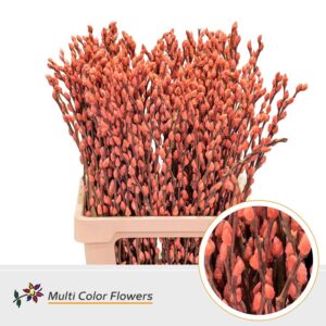 Salix Snowflake Caramel – 70cm