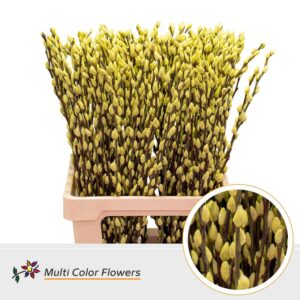 Salix Snowflake Creme – 70cm