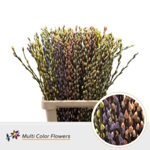 Salix Snowflake Easter Mix – 70cm