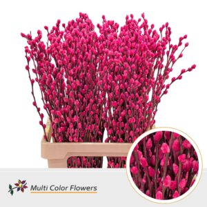 Salix Snowflake Erica – 70cm