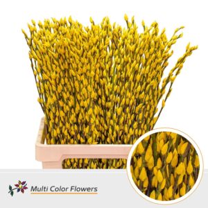 Salix Snowflake Geel – 70cm