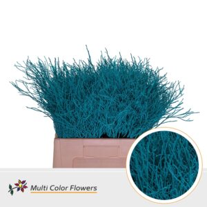 Heidelbeer Turquoise – 60cm
