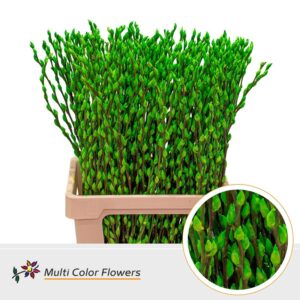 Salix Snowflake Groen Appel – 70cm