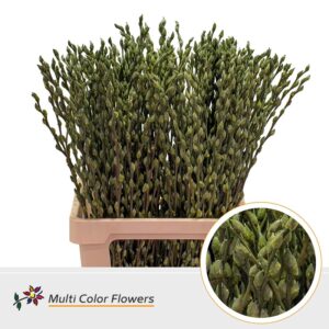 Salix Snowflake Groen Olijf – 70cm
