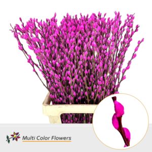 Salix Snowflake Hot Pink – 70cm