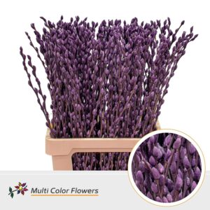 Salix Snowflake Lila Donker – 70cm