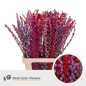 Salix Snowflake Love Mix – 70cm