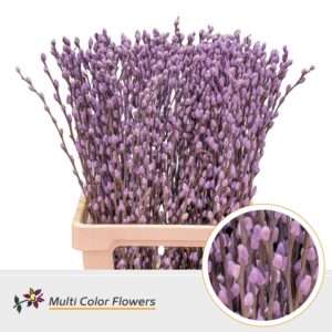 Salix Snowflake Milka – 70cm