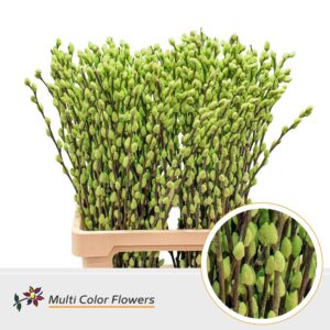 Salix Snowflake Mint – 70cm