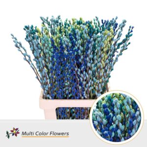 Salix Snowflake Ocean Mix – 70cm
