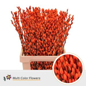 Salix Snowflake Oranje – 70cm