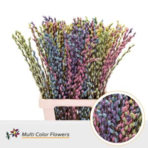 Salix Snowflake Pastel Mix – 70cm