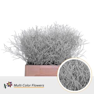 Heidelbeer Wit – 60cm