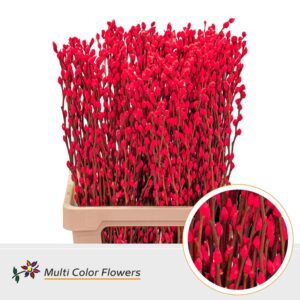 Salix Snowflake Rood – 70cm