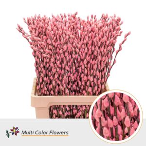 Salix Snowflake Rose Licht – 70cm