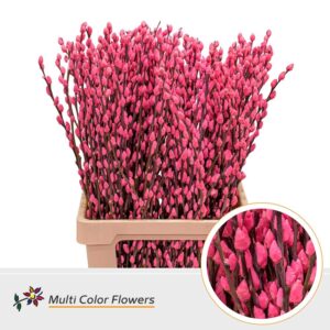 Salix Snowflake Rose Nieuw – 70cm