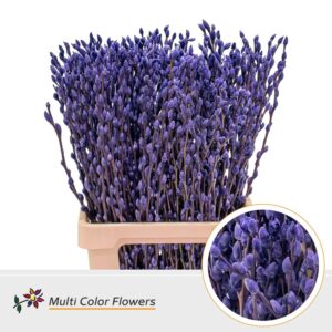 Salix Snowflake Violet Donker – 70cm