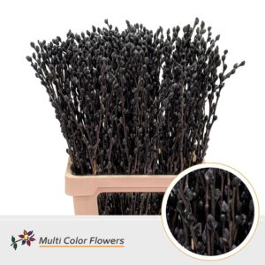 Salix Snowflake Zwart – 70cm
