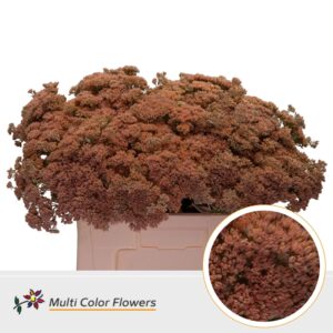 Sedum Apricot – 55cm