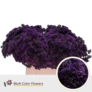 Sedum Aubergine – 55cm