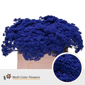 Sedum Blauw donker – 55cm