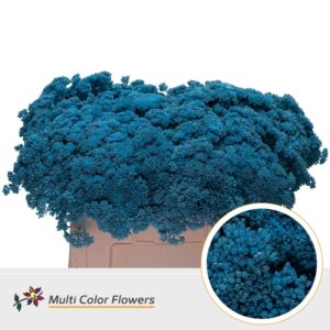 Sedum Blauw licht – 55cm