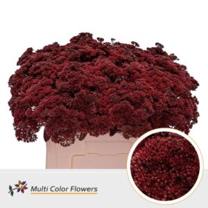 Sedum Bordeaux – 55cm
