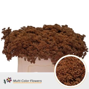 Sedum Bruin – 55cm