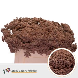 Sedum Caramel – 55cm
