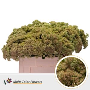 Sedum Creme – 55cm