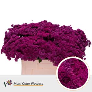 Sedum Erica – 55cm
