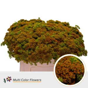 Sedum Geel – 55cm