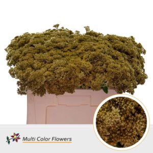 Sedum Goud – 55cm