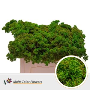 Sedum Groen appel – 55cm