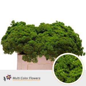 Sedum Groen donker – 55cm