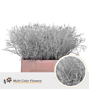 Heidelbeer Zilver – 60cm