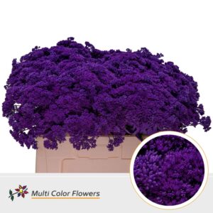Sedum Lila donker – 55cm