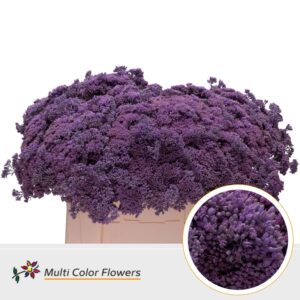 Sedum Milka – 55cm