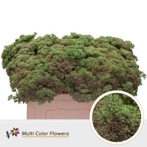 Sedum Mint – 55cm