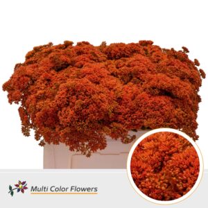 Sedum Oranje – 55cm