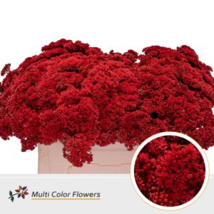 Sedum Rood – 55cm