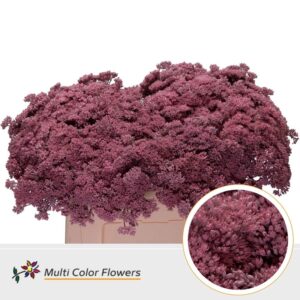 Sedum Rose licht – 55cm
