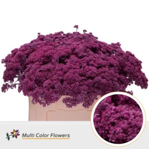 Sedum Rose nieuw – 55cm