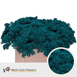 Sedum Turquoise – 55cm