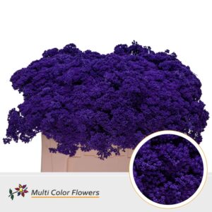 Sedum Violet donker – 55cm