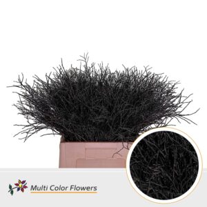Heidelbeer Zwart – 60cm