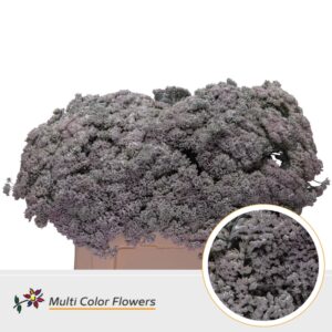 Sedum Wit – 55cm